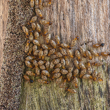 Group of termites consuming log Termites are a group of detritophagous eusocial insects which consume a wide variety of decaying plant material. Termites success as a group has led to them colonizing almost every global landmass