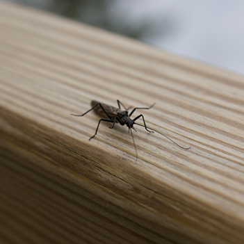 Blue-buddy-mosquito Blue-buddy-mosquito