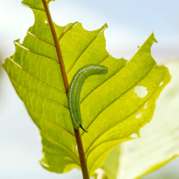 Caterpillar, Big green worm, Giant green worm on leaf. green wo Caterpillar, Big green worm, Giant green worm on leaf. green worm is eating leaf. worm baby on green leaves.
